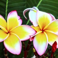 Flori exotice pentru buchetul miresei in 2016: frangipani