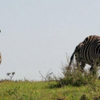 Safari in Ngorongoro, Tanzania