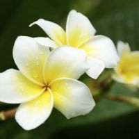 Flori exotice pentru buchetul miresei in 2016: frangipani